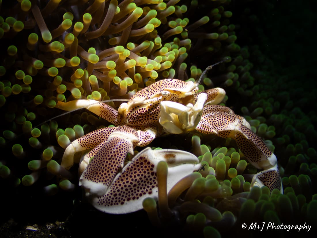 Spotted Porcelain Crab
