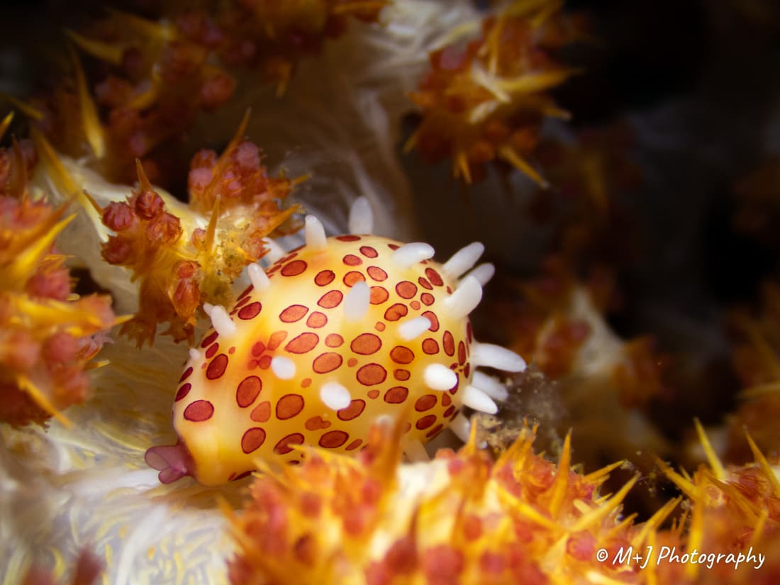 Margarita Egg Cowrie