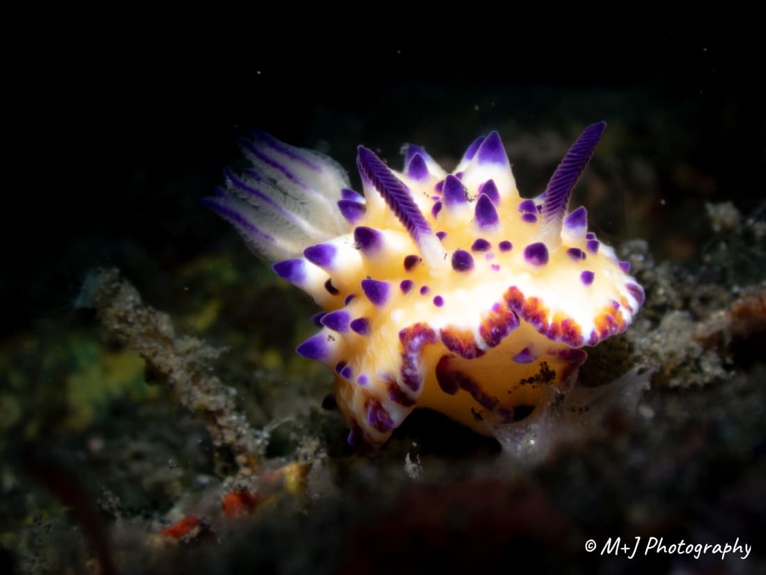 Bumpy Mexichromis