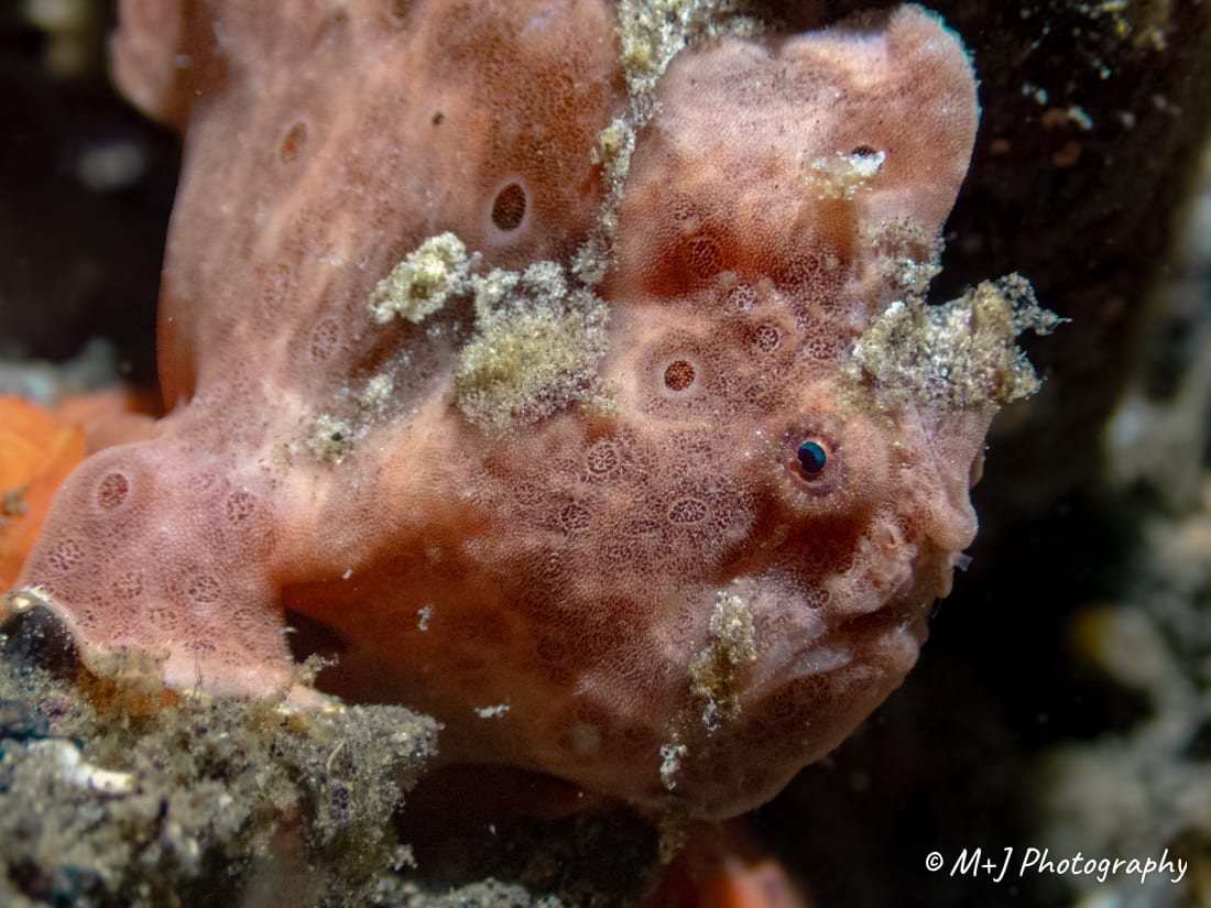 Painted Frogfish