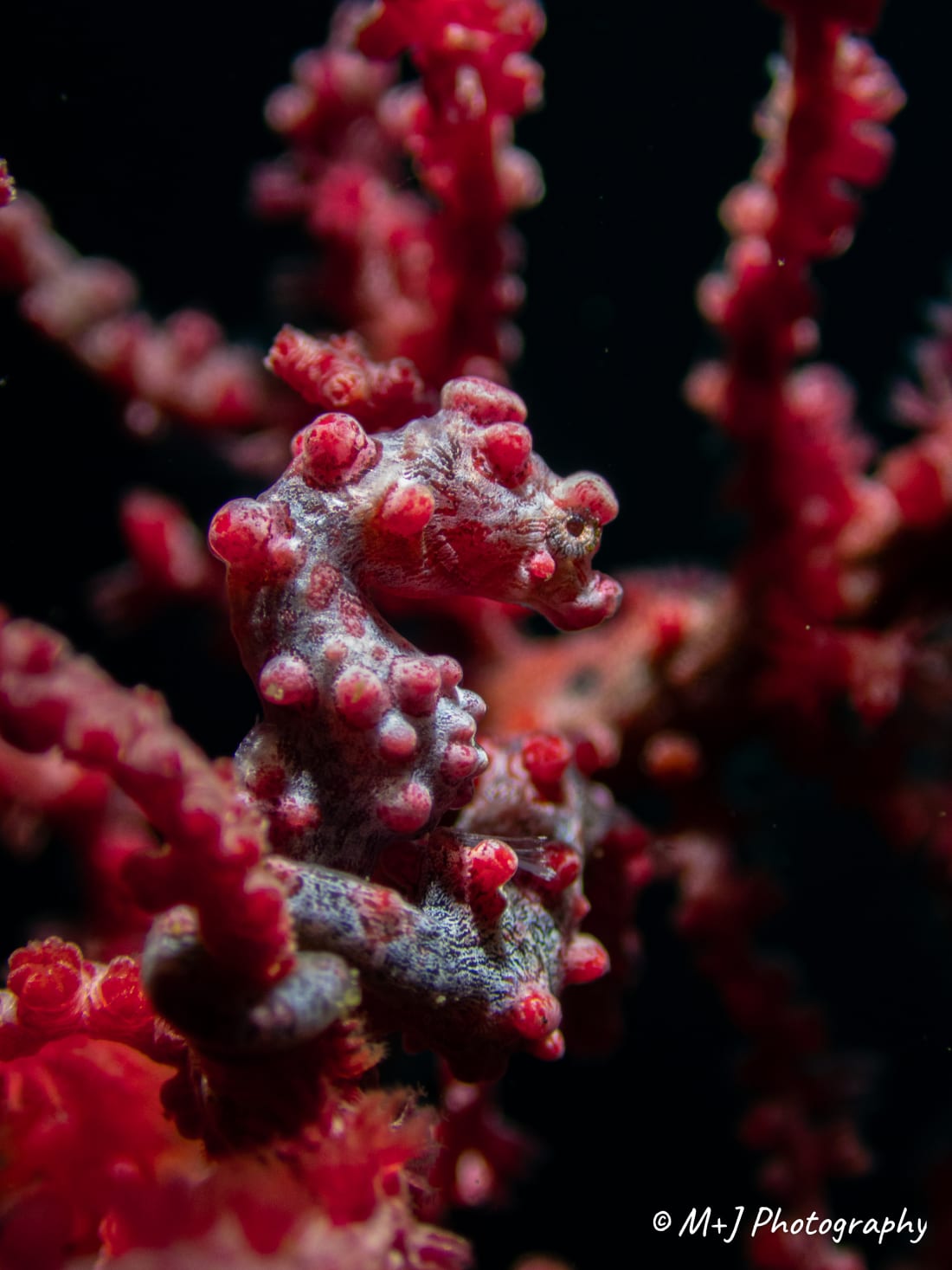 Bargibant's Pygmy Seahorse