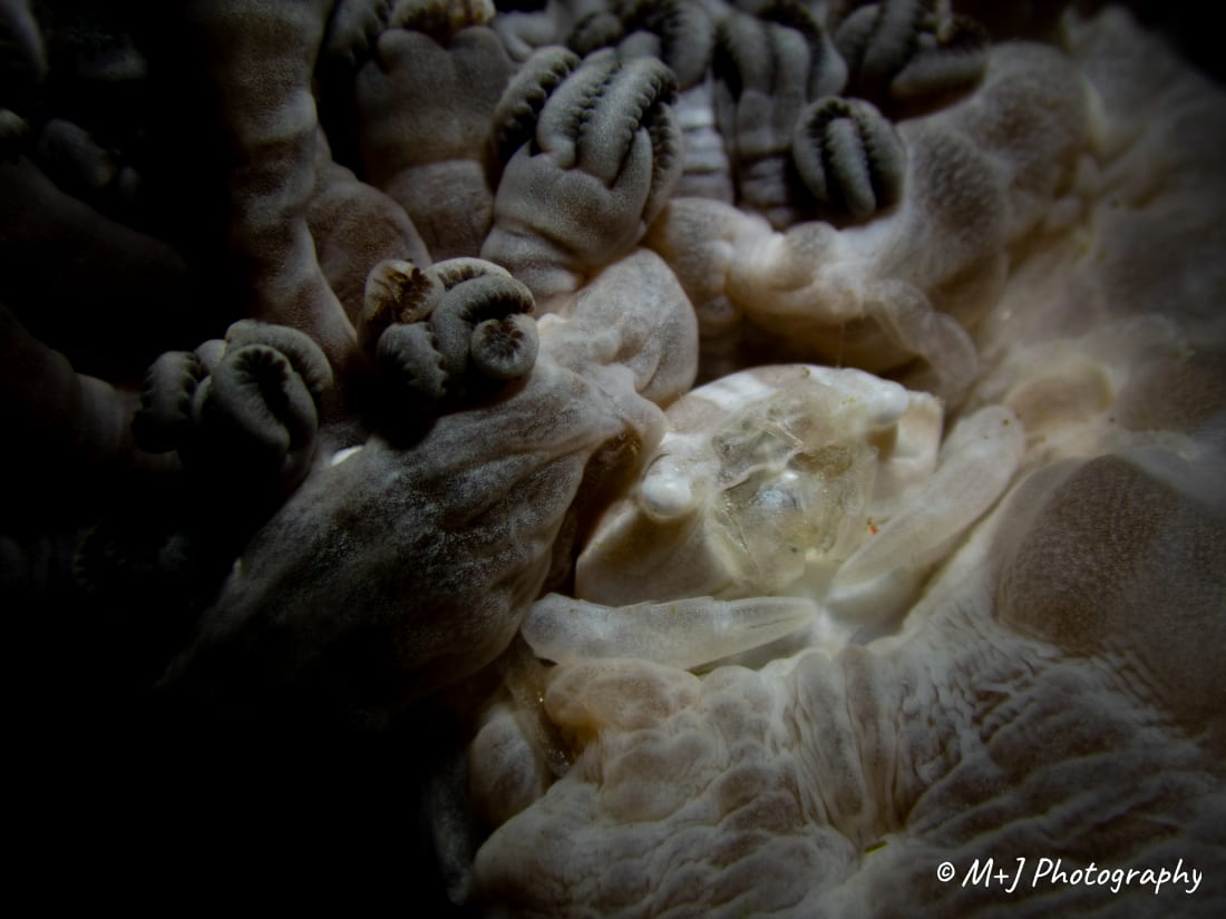 Xenia Swimming Crab (Albino)