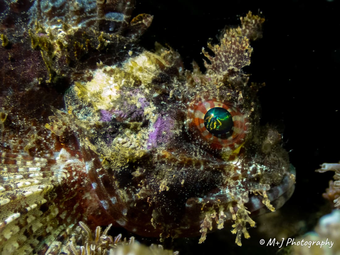 Mozambique Scorpionfish