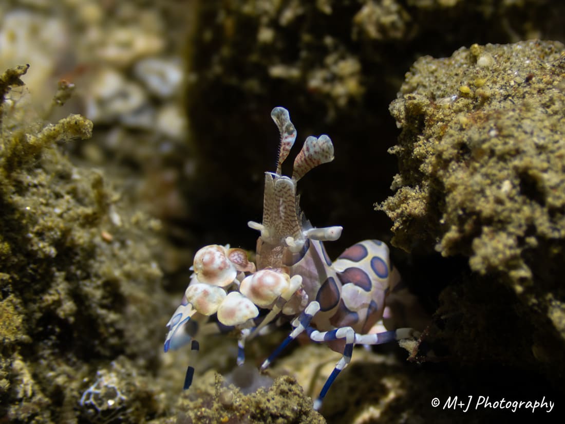 Harlequin Shrimp