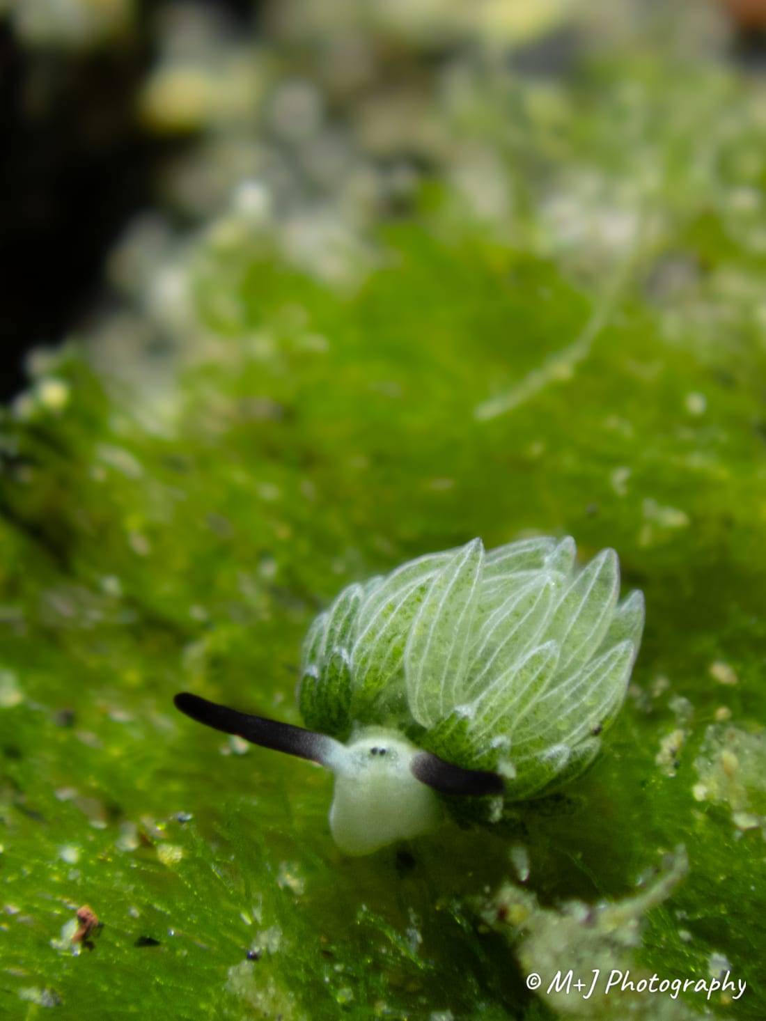 Shaun the Sheep Slug (Rabbit)