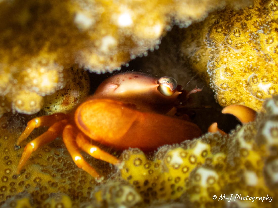 Red-dotted Guard Crab