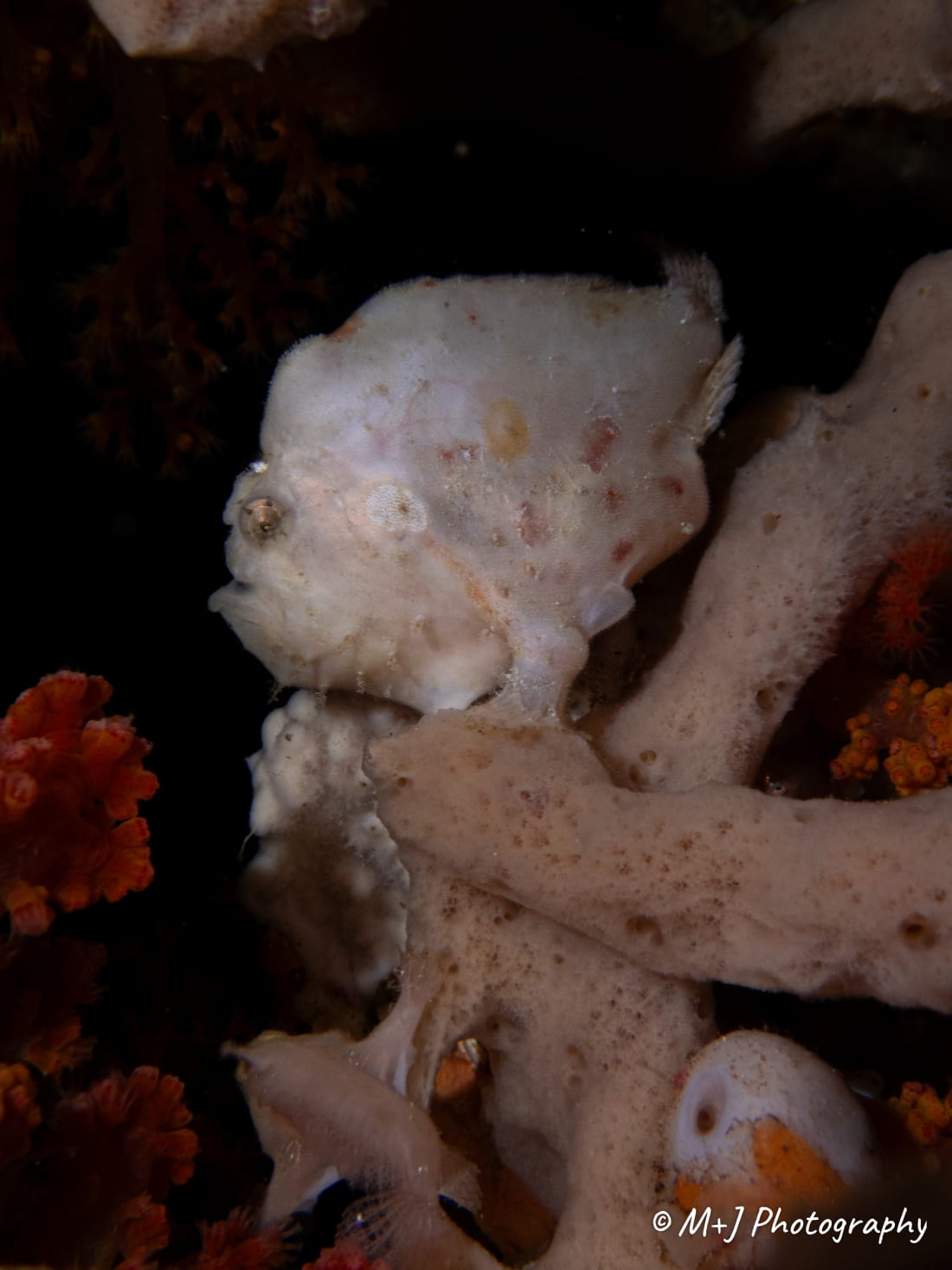 Painted Frogfish
