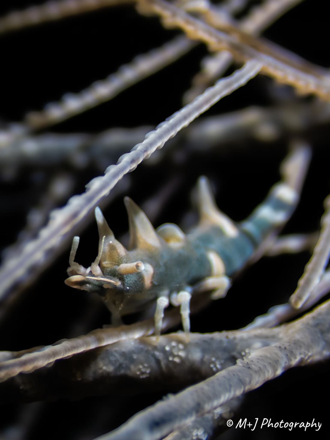 Dragon Shrimp