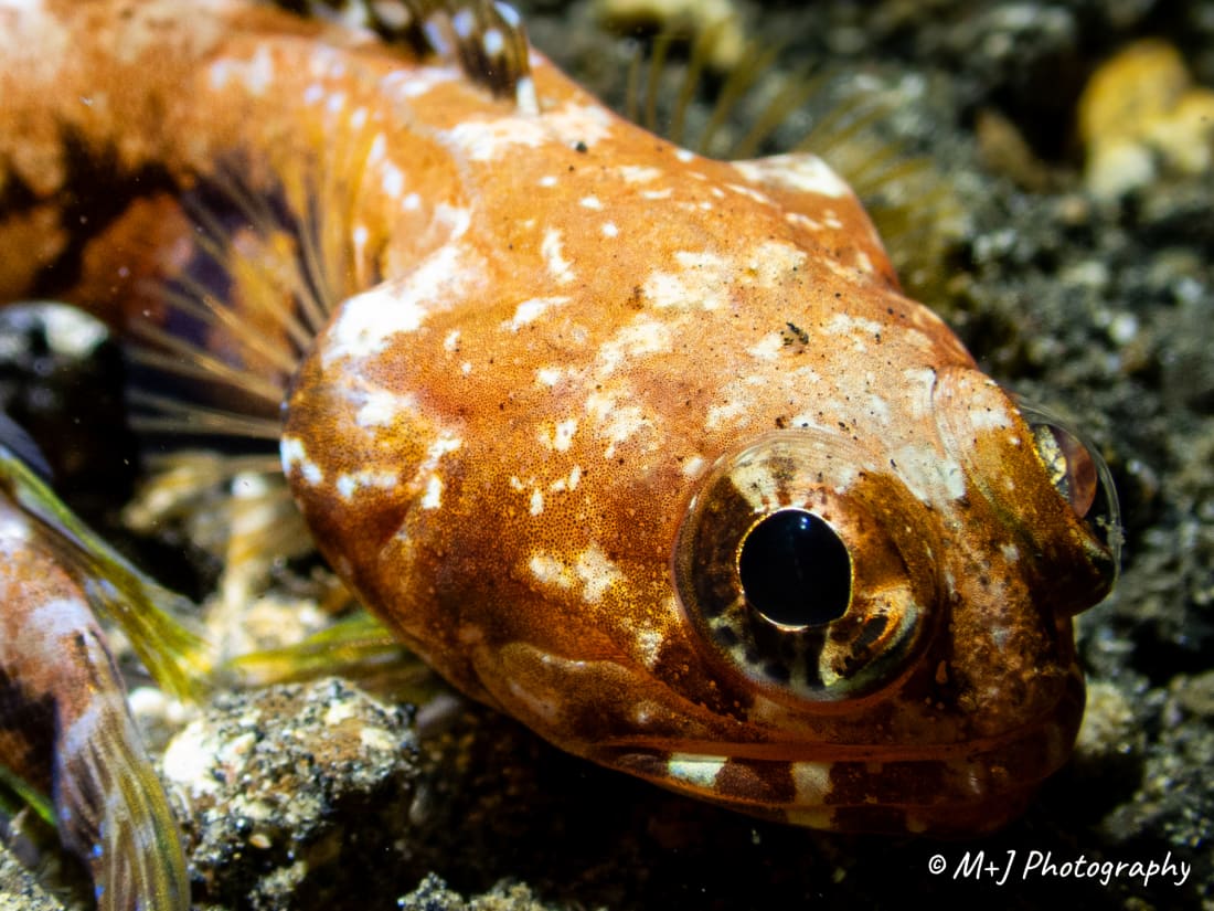 Solor Jawfish 