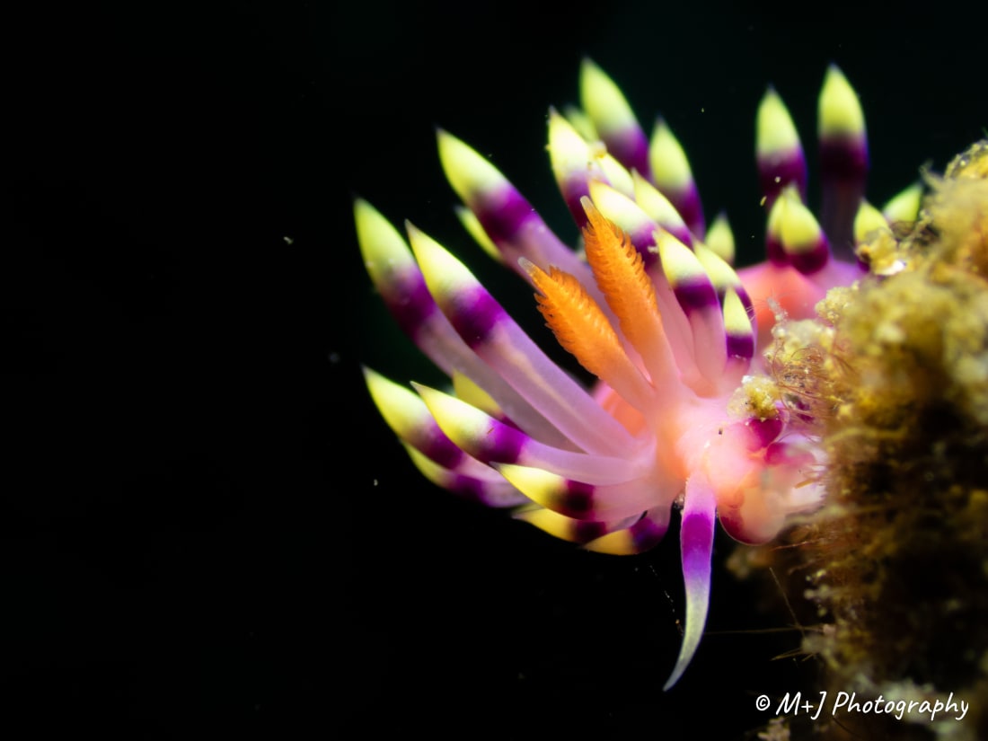 Desirable Flabellina