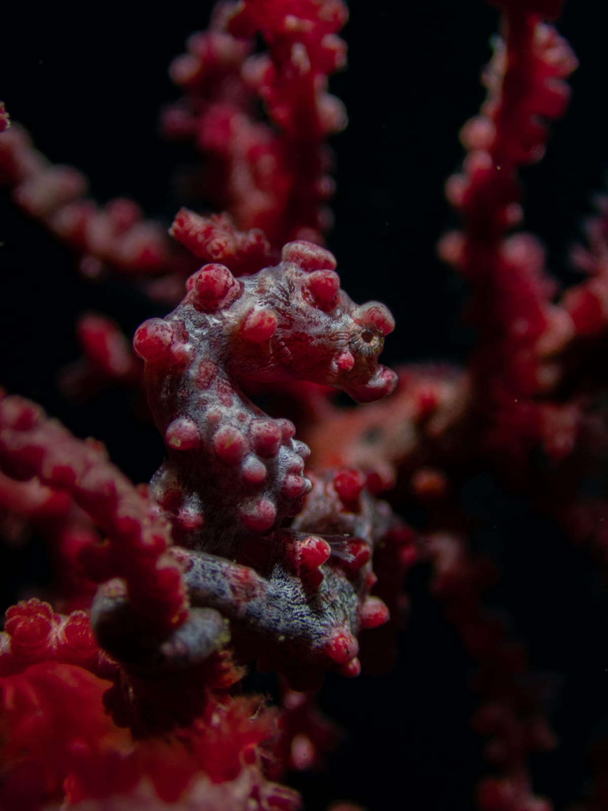 Bargibant's Pygmy Seahorse