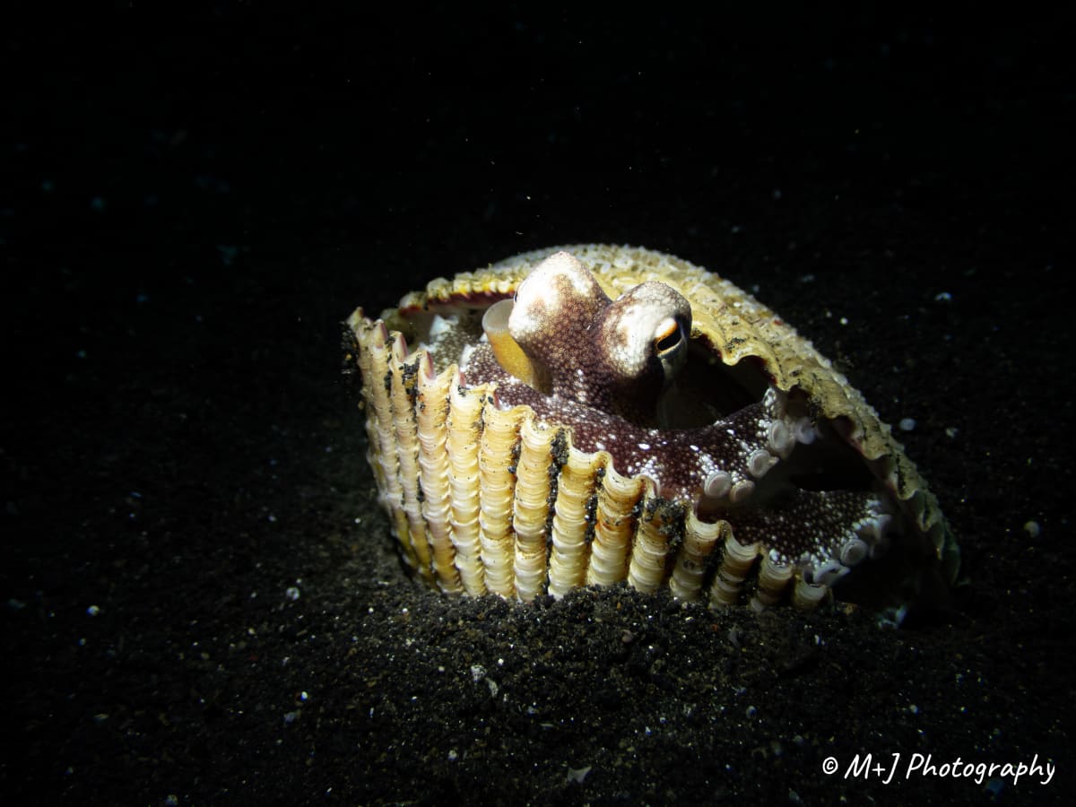 Coconut Octopus