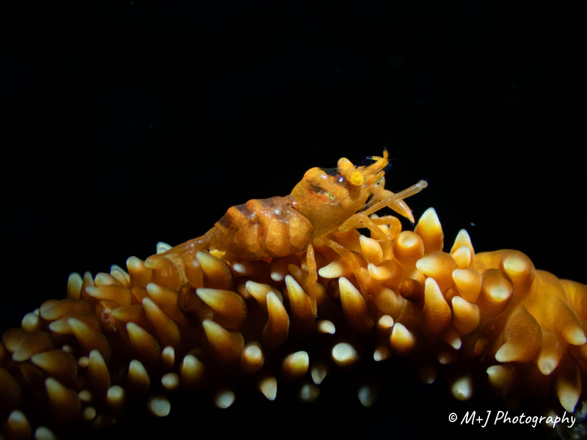 Anker's Whip Coral Shrimp