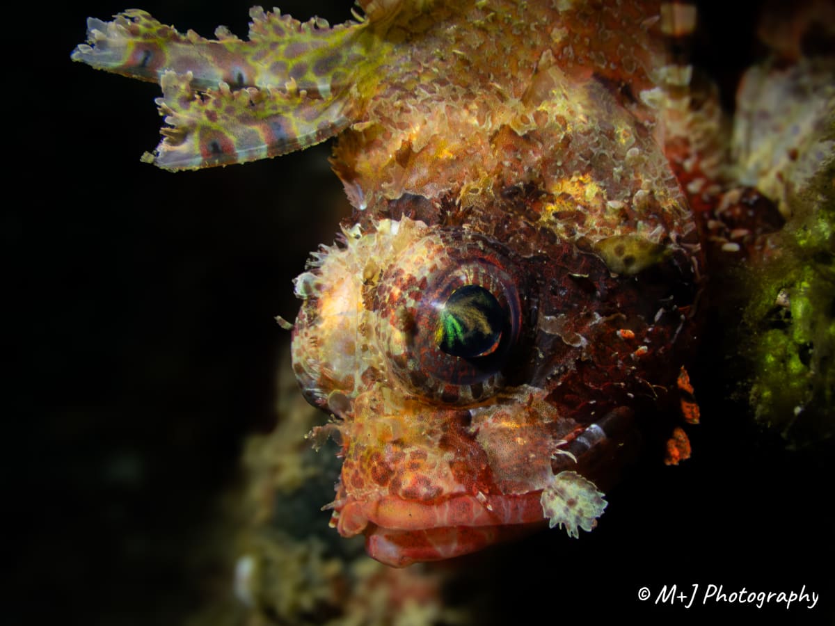 Shortfin Lionfish