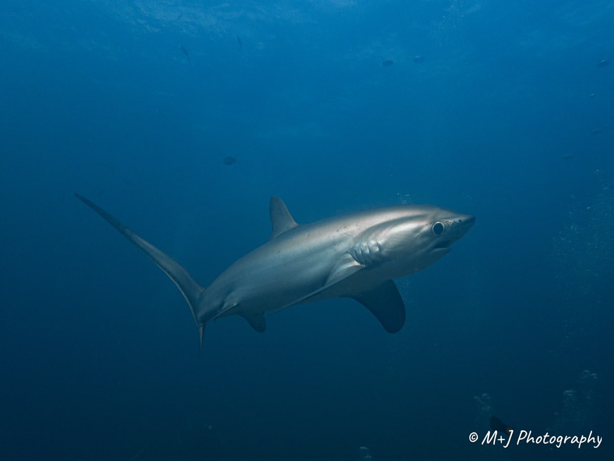 Pelagic Thresher Shark