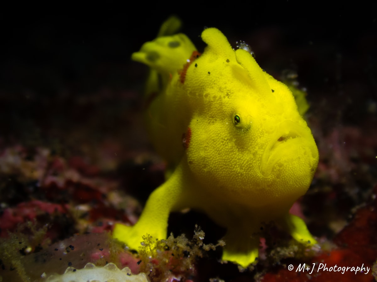 Clown Frogfish (Juvenile Warty Frogfish)