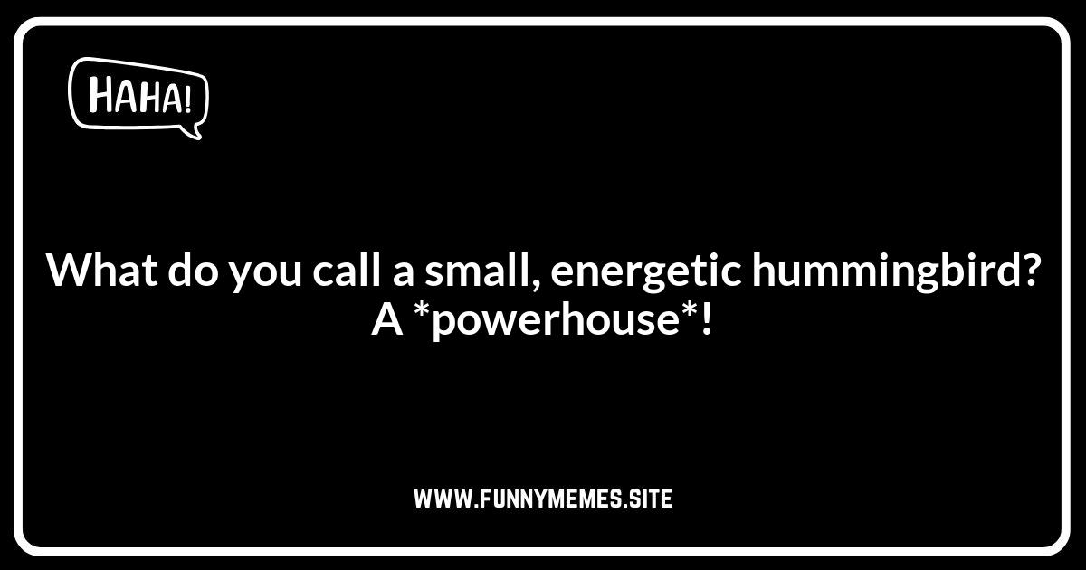 Hummingbird Jokes: Focusing on Tiny Size and Big Energy