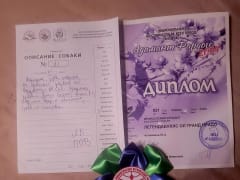 Судебная битва из-за щенка во Владивостоке
