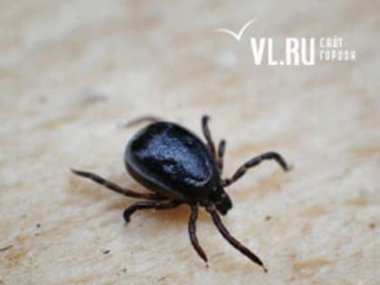 Количество заболевших энцефалитом после укусов клещей в Приморье выросло до трёх