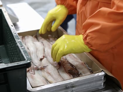 Куда вывезли около 400 тысяч тонн рыбной продукции из Приморья