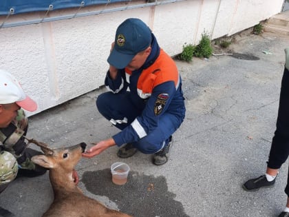 Косуля попала в беду в Приморье. Ей помогли спасатели