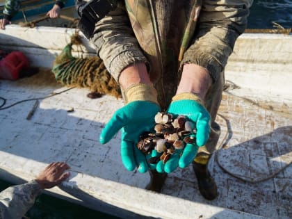 В 2022 году приморские марифермеры выпустили свыше 42 миллионов штук молоди гребешка
