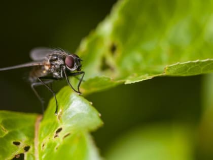 Россиян предупредили о неожиданном симптоме рака после укуса комара