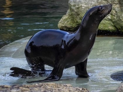 Страдающего от любовного недуга Мишу заменит Марио