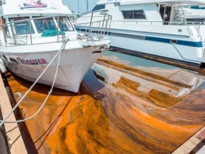 В воде у побережья Владивостока рекордный уровень микроводорослей