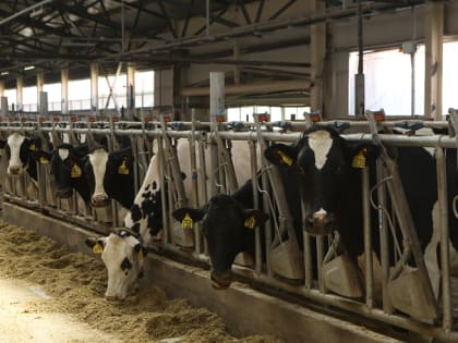 Всемирный День молока отмечают сельхозпроизводители 1 июня