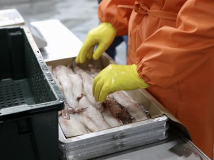 Более 350 тысяч тонн рыбной продукции экспортировало Приморье с начала года