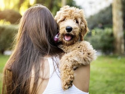 Собаки от счастья плачут