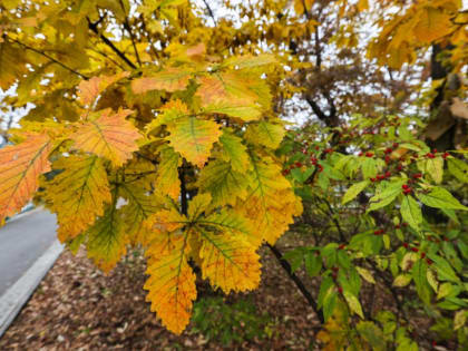 С потепления начнется следующая неделя в Приморье