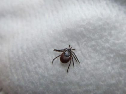 В Приморье растет число заболевших клещевым боррелиозом