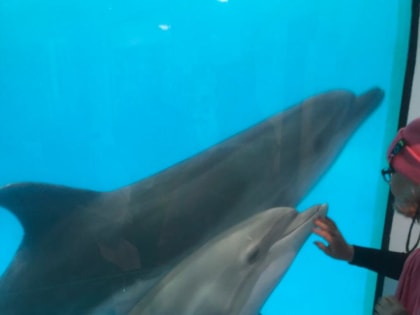 Дельфинарий посетили сегодня дети, чьи отцы участвуют в специальной военной операции