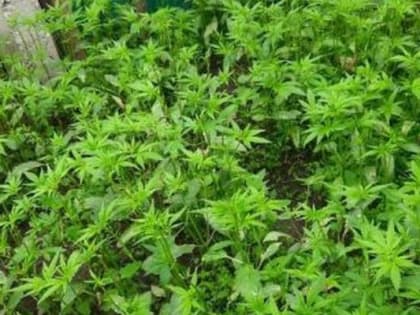 Наркоплантацию разбил  приморец вместо грядок на огороде