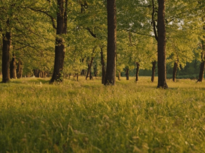 Эпидемиолог рассказала о способах защиты от клещей