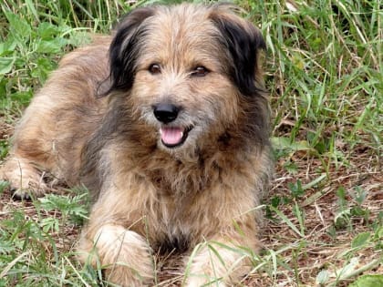 В Октябрьском районе ХМАО ввели ограничения из-за случаев бешенства