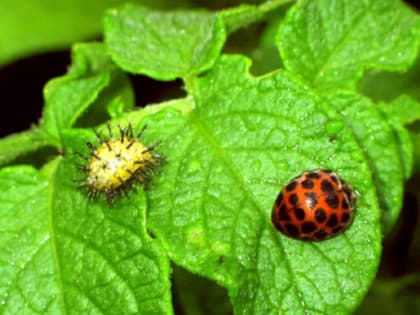 СИГНАЛИЗАЦИОННОЕ СООБЩЕНИЕ РОССЕЛЬХОЗЦЕНТРА