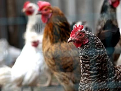 Ветеринары Приморья напомнили о профилактике заболеваний у животных