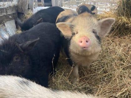 Ветслужбы Приморья: опасных заболеваний в крае нет