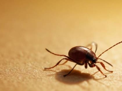 От укусов клещей пострадали более 2700 приморцев