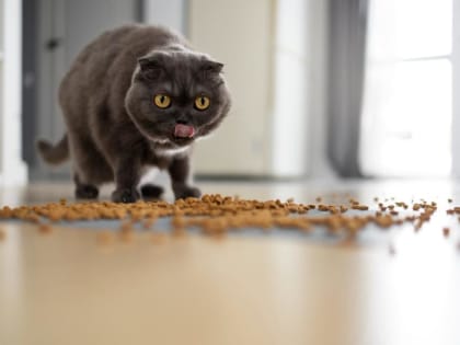 «Коты обижаются». Россельхознадзор объяснил санкции против импортных кормов