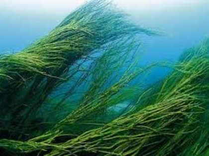 Оценены риски для России от сброса воды с «Фукусимы»