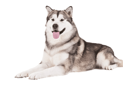 Некоторым собакам нужен дом, потому что в квартире тесно