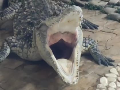 «Захватывающее видео!». Во Владивостоке показали крокодила и рассказали о нём интересные факты