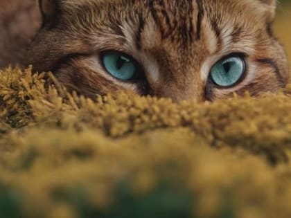 Психолог назвала минусы привычки питомца спать в кровати