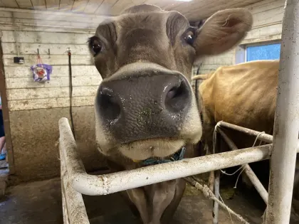 Первая партия говяжьих субпродуктов из Приморья отправлена в Китай