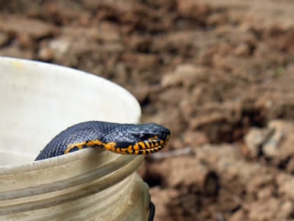 Спасатели Находки предостерегают горожан от встреч со змеями