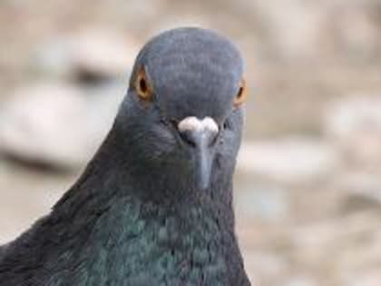 Подведомственное Россельхознадзору ФГБУ «Приморская межобластная ветеринарная лаборатория» напоминает о мерах по профилактике орнитоза